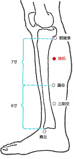 地陰|地機穴 